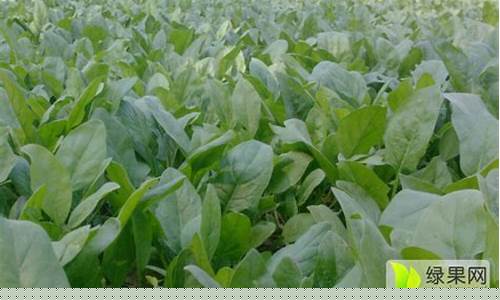 菠菜LOL游戏介绍