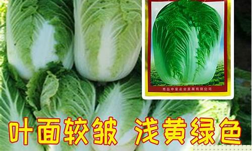 新2会员注册地址：免费CP白菜官方排名网站详解