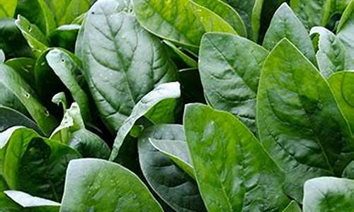 菠菜信誉网:菠菜公司排名详解 菠菜信誉网:菠菜公司排名详解