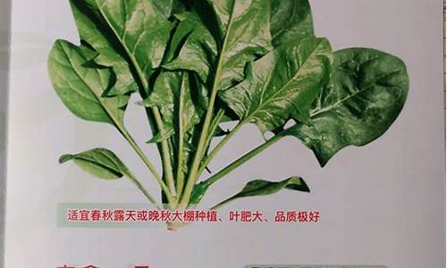 网络菠菜网:菠菜公司排名详解
