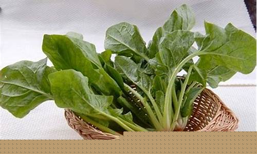 菠菜排名网详细介绍