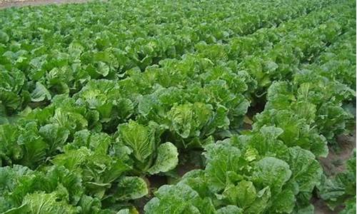 LOL菠菜白菜评级网详细介绍 LOL菠菜白菜评级网详细介绍