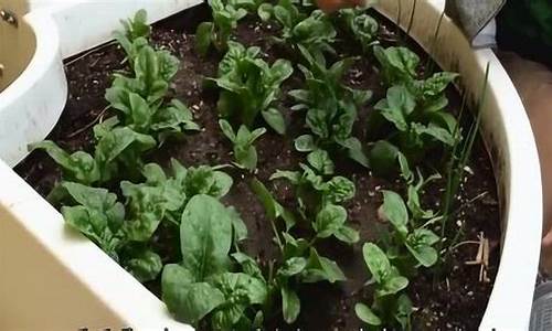 菠菜信息技术:LOL游戏信息全面解析