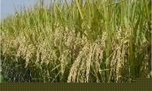 菠菜论坛网站大全：威尼斯登录网站入口详解：探索菠菜LOL游戏的奇妙世界