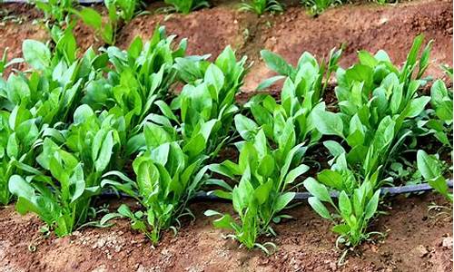 菠菜信息大全：LOL游戏必备攻略
